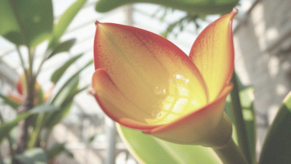 Dlaczego zraszanie jest ważne dla bromelii?